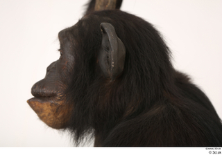 Chimpanzee Bonobo head 0004.jpg